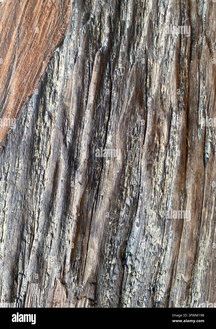 Detaillierte Nahaufnahme-Textur einer verwitterten, dunklen versteinerten Holzoberfläche mit sichtbaren Maserungen und rustikalen braunen Details. - Smartphone-aufgenommenes Stockfoto