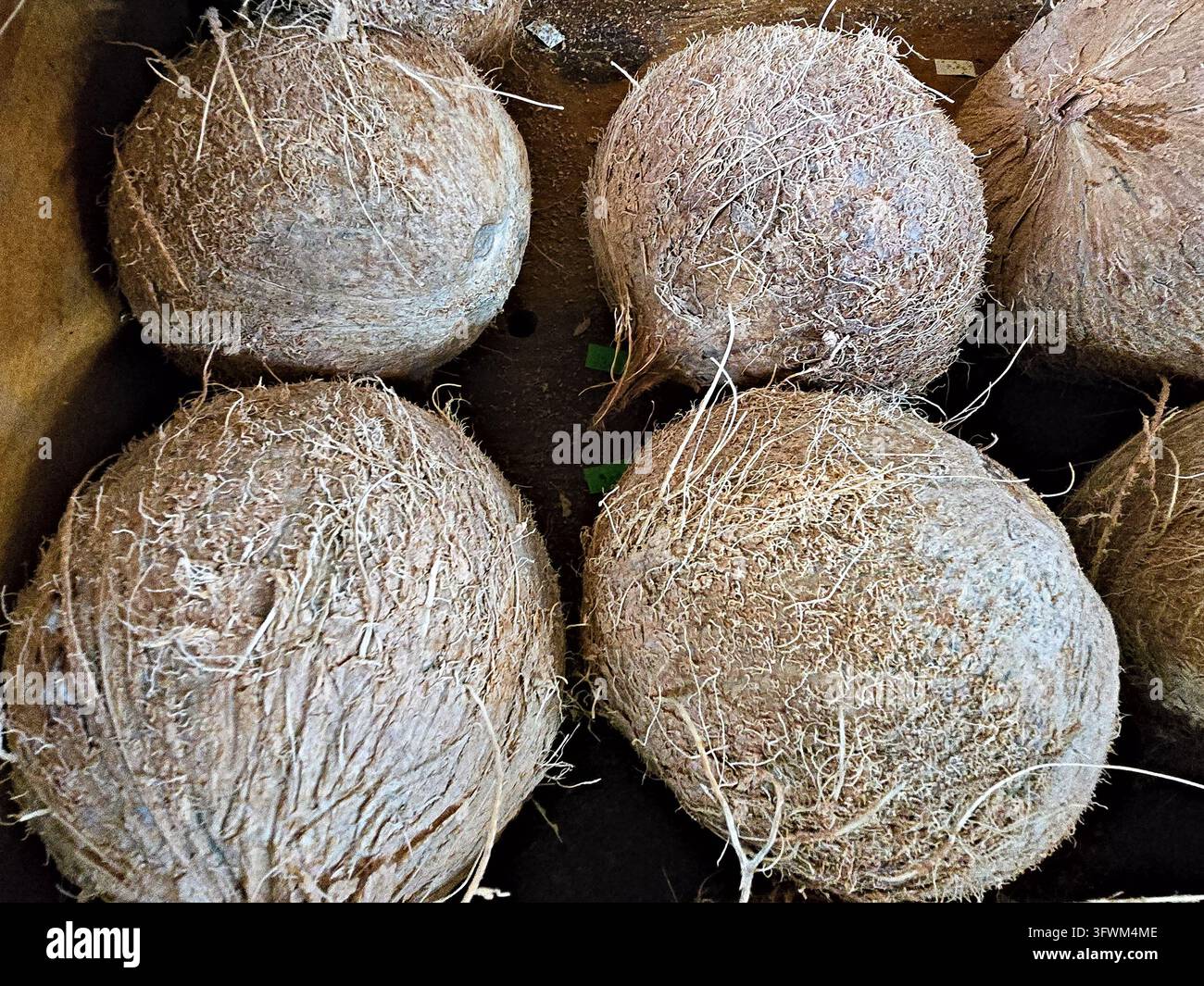 Mehrere ganze reife Kokosnüsse mit rauen, faserigen Schalen in einem dichten Stapel angeordnet. Stockfoto