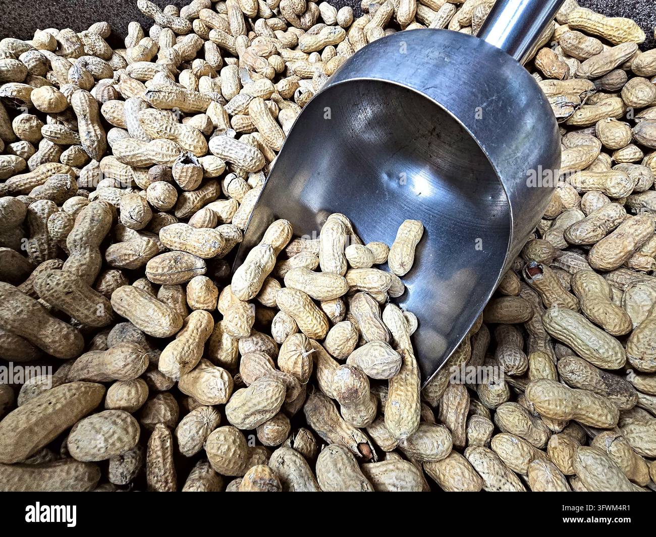 Metallschaufel gefüllt mit geschälten Erdnüssen liegt inmitten eines großen Haufens ganzer Erdnüsse. Stockfoto