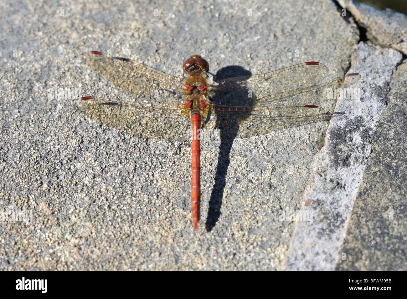 männliche Gewöhnliche Smaragdlibelle (Sympetrum striolatum) Libelle Stockfoto