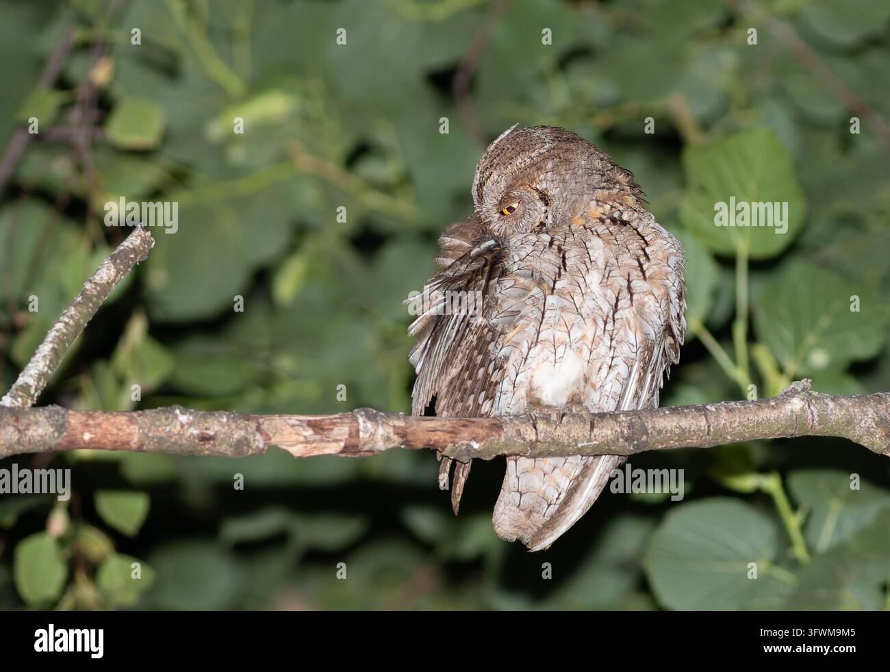 Eurasischer Zwergoh Abram (Otus scops) pflegt sein Gefieder, während er nachts auf einem Ast sitzt. Natürliches Verhalten eines kleinen nachtaktiven Raubvogels in einem Waldgebiet Stockfoto