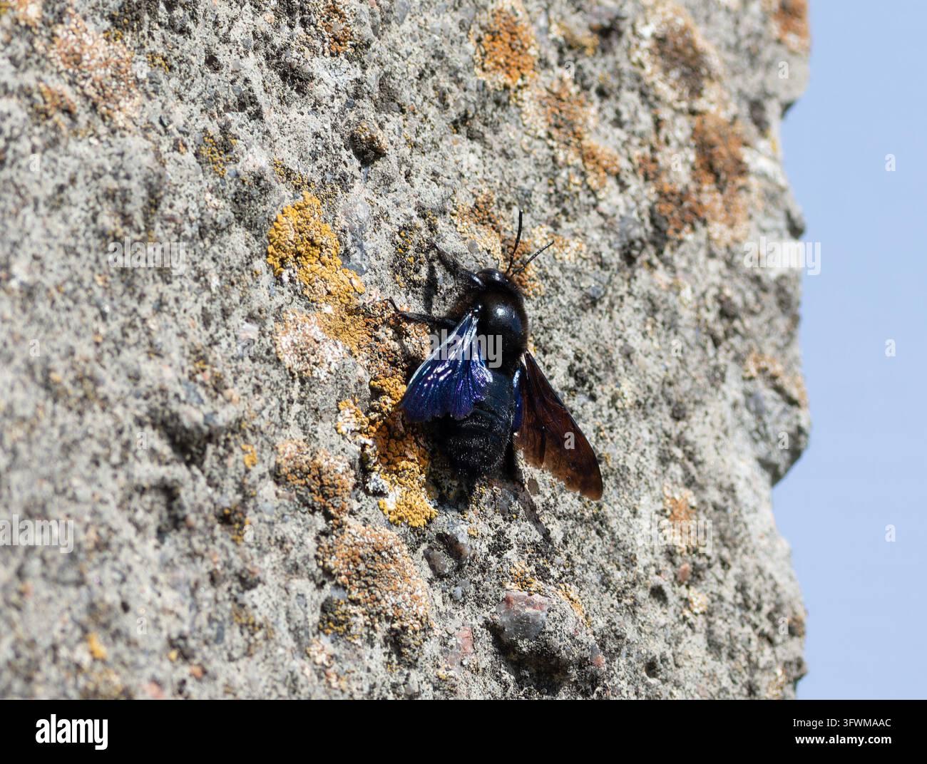 Makroaufnahme einer seltenen schwarzen Holzbiene Xylocopa valga mit metallisch violetten Flügeln, die auf einer rauen Steinmauer mit gelbem Flechten unter einem blauen Himmel ruht. Stockfoto