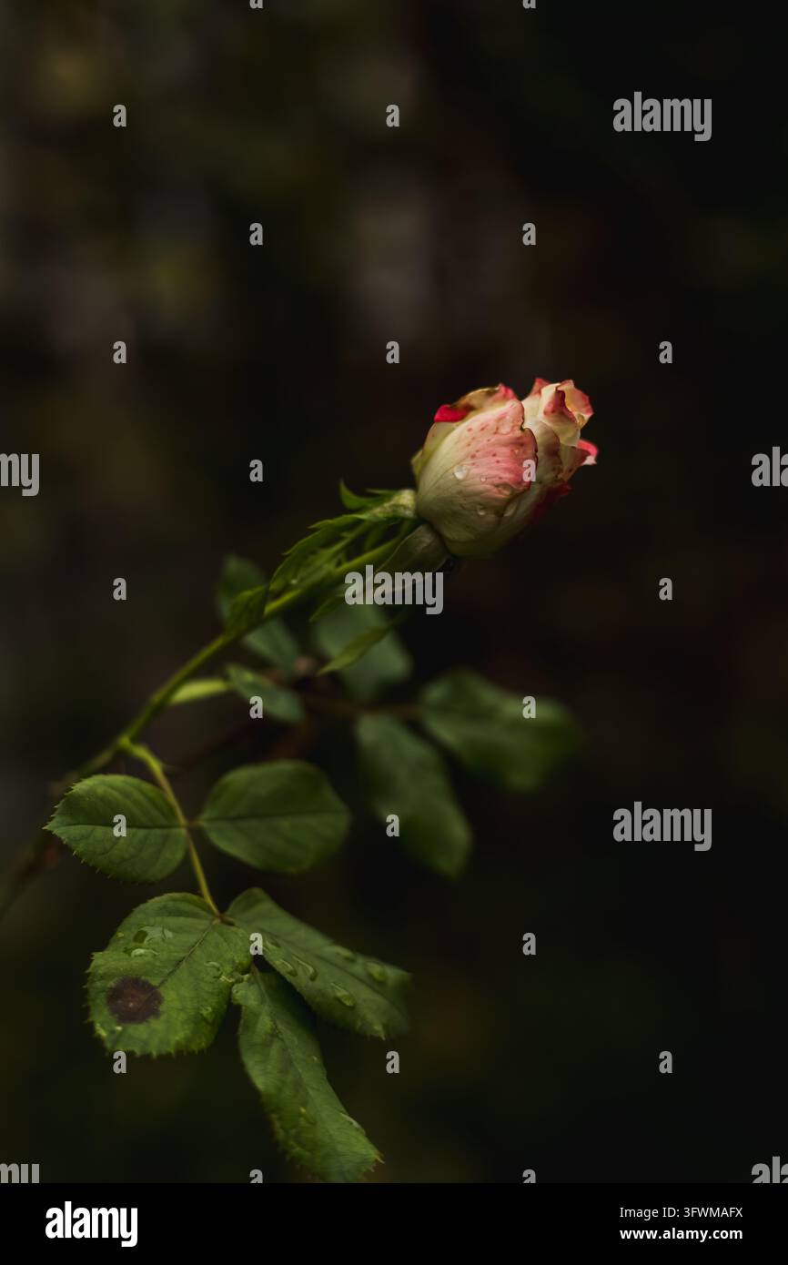 Rosenknospe mit rosa und cremefarbenen Blütenblättern, die mit Regentropfen übersät sind, auf einem dornigen grünen Stängel mit Blättern, ein Blatt zeigt einen dunklen Fleck, dunkler stimmungsvoller Hintergrund. Stockfoto
