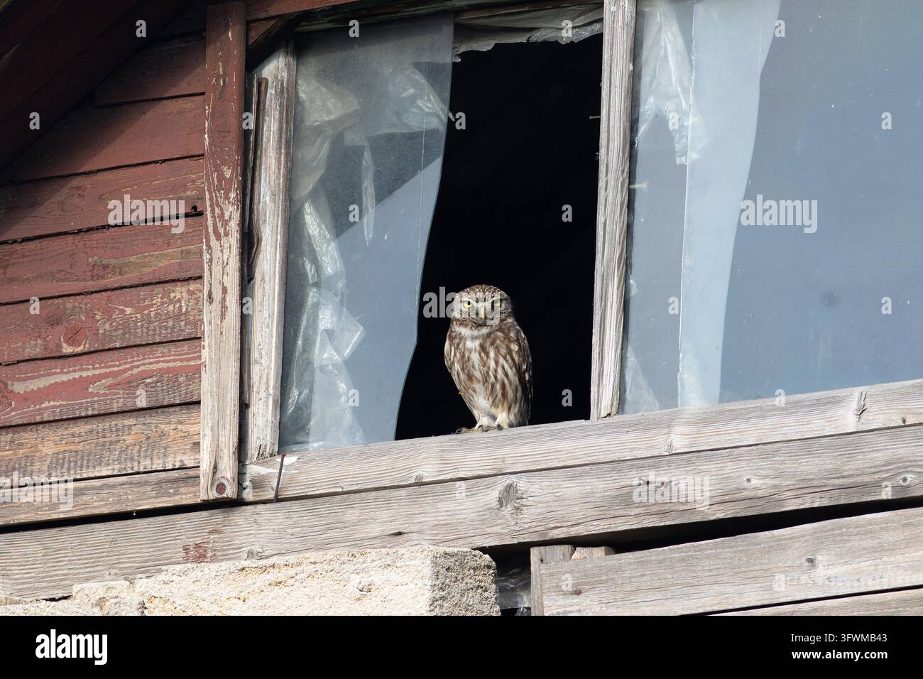 Waldohle (Athene noctua) sitzt in einem zerbrochenen Fensterrahmen einer verlassenen rustikalen Holzscheune. Stockfoto