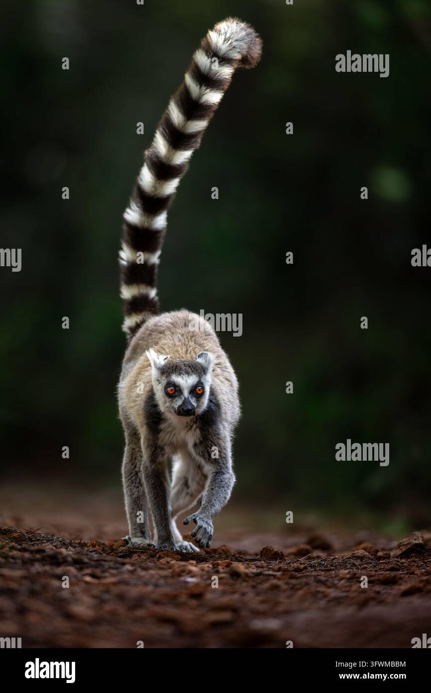 Niedriges Porträt eines Ringkakaos, der mit erhobenem Schwanz isoliert vor einem dunkelgrünen Hintergrund aus Madagaskar direkt auf den Betrachter zugeht Stockfoto