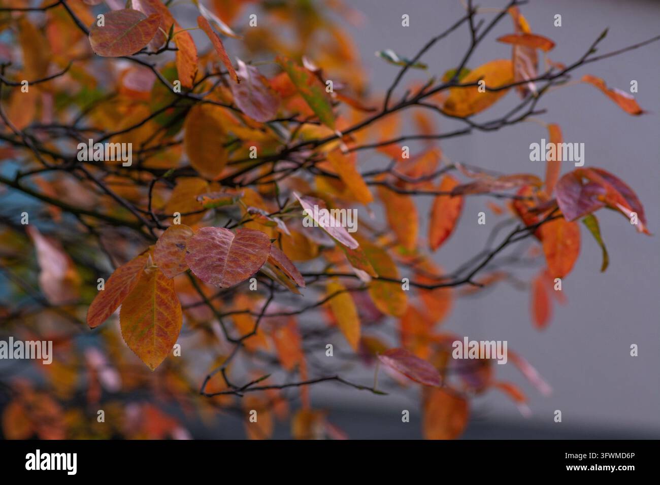Herbstlaub einer Juni-Beere (Amelanchier lamarckii), die für ihre leuchtenden orangefarbenen und roten Blätter bekannt ist Stockfoto