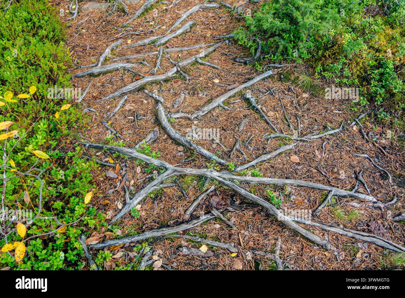 Freigelegte Baumwurzeln schlängeln sich über einen mit Kiefernnadeln bedeckten Waldboden in Storforsen, Schweden, umrahmen grünes Unterholz und veranschaulichen den rauen Text Stockfoto