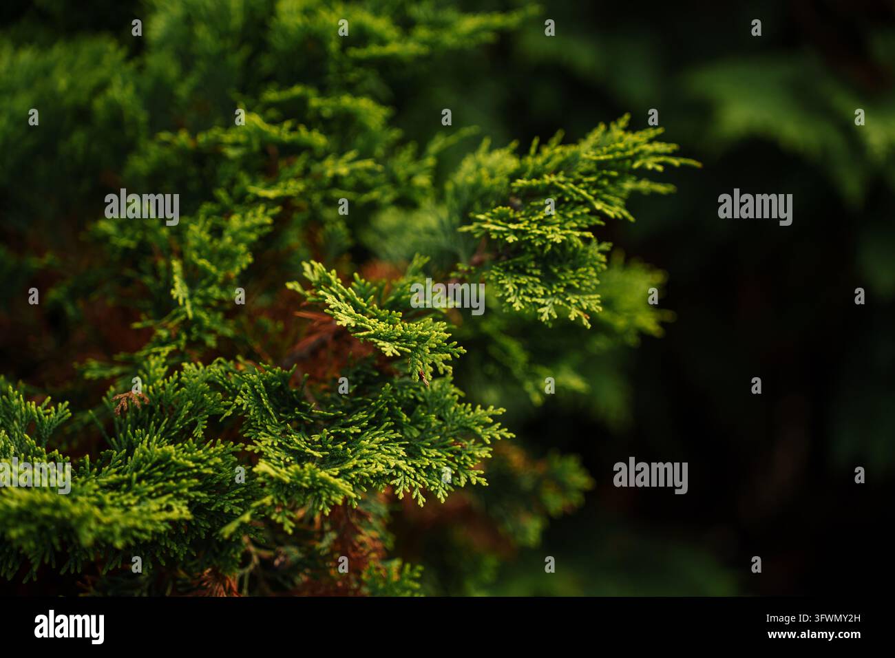 Nahaufnahme von lebhaft grünen Wacholder-Zweigen vor dunklem Waldhintergrund, natürliche Textur, Kiefernlaub, botanisches Detail, immergrüner Garten Stockfoto