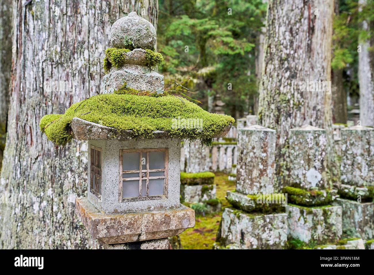 Traditionelle japanische Steinlaterne, die mit grünem Moos bedeckt ist, zwischen alten Grabsteinen und Zedernbäumen auf einem friedlichen buddhistischen Friedhof in Japan. Stockfoto