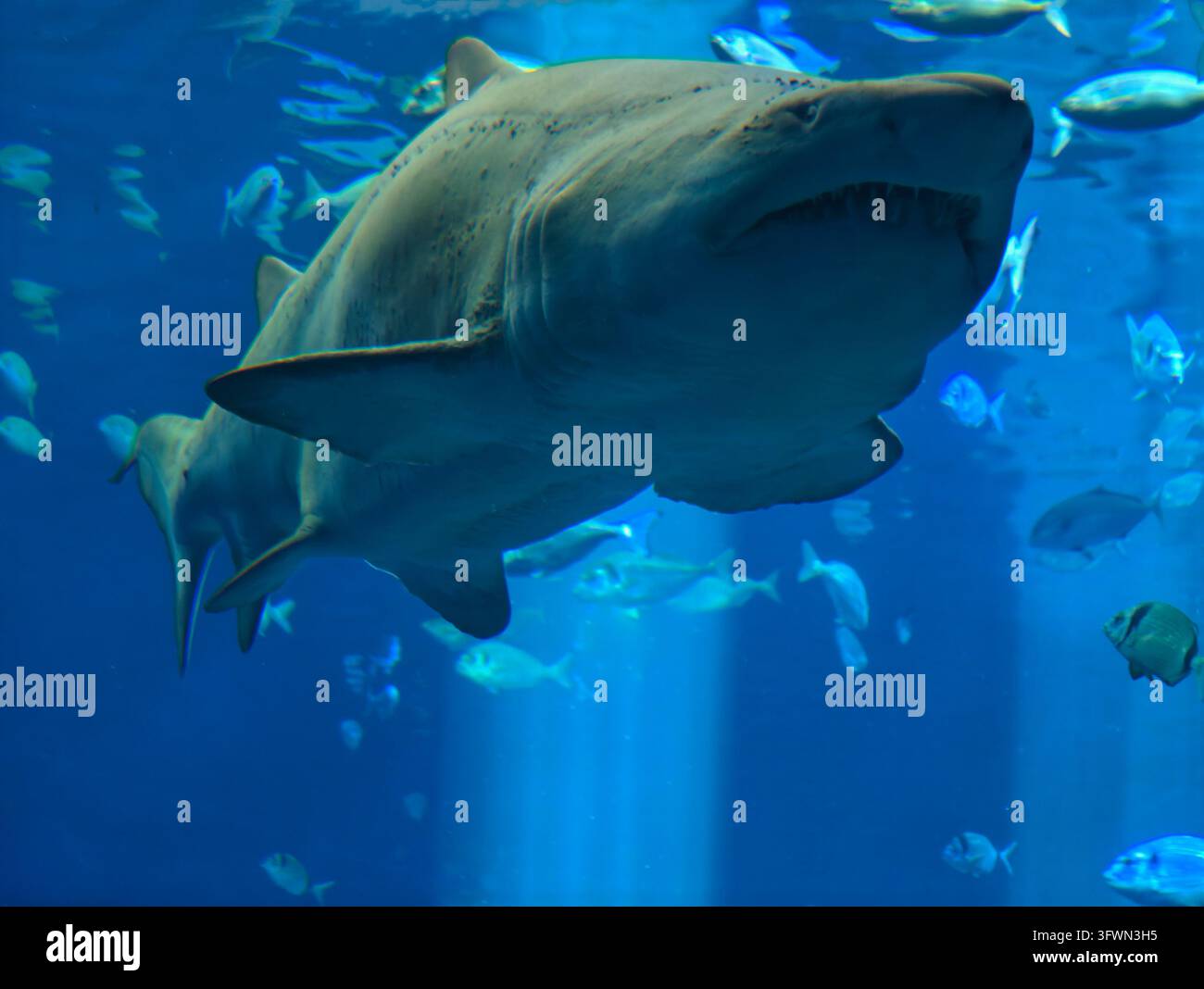 Eine Nahaufnahme, eine Unterwinkelaufnahme eines Sandtigerhaies, der durch klares blaues Aquariuwasser schwimmt, von unten betrachtet. Sein Maul ist leicht geöffnet, zeigt Stockfoto