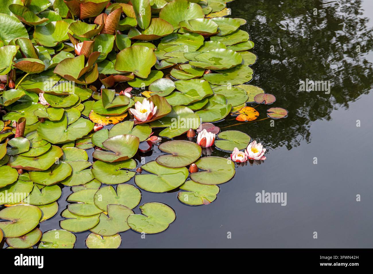 Rosa Seerosen im Renishaw Hall & Gardens, Derbyshire, England UK Stockfoto