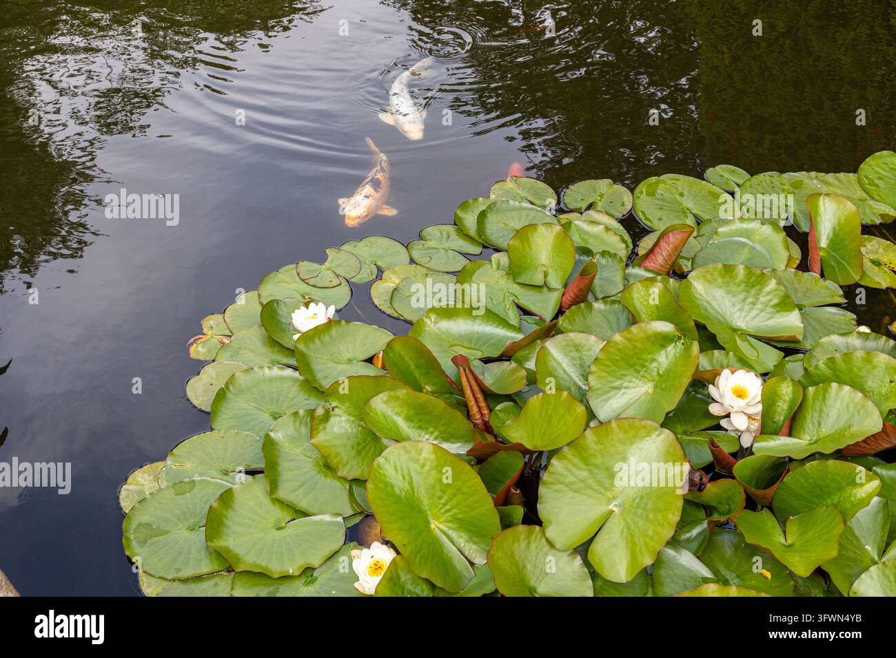 Rosa Seerosen und Goldfische im Renishaw Hall & Gardens, Derbyshire, England UK Stockfoto