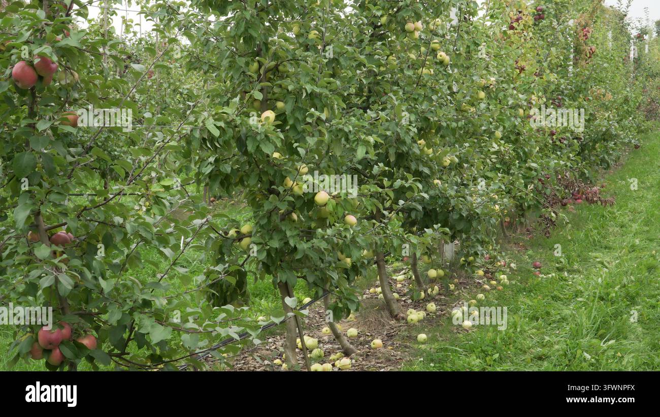 Gelbe und rote Äpfel hängen an gezogenen Bäumen in einer Forschungsreihe. Weiches Tageslicht betont die französische Achsenbeschnittstruktur. Stockfoto