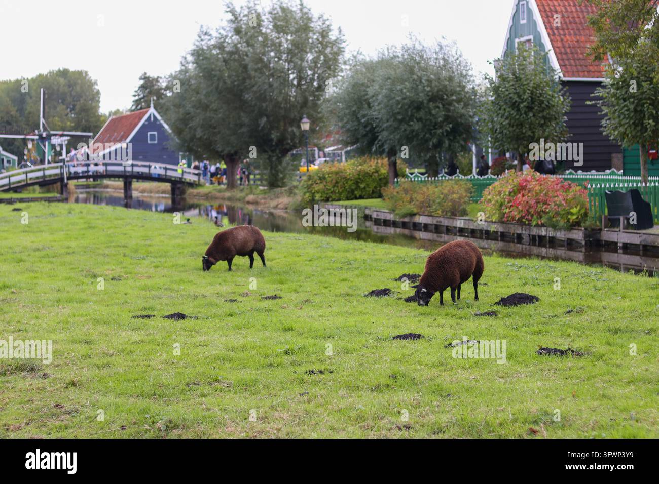 Traditionelle Schafzucht in der Nähe eines europäischen Dorfes, geeignet für die ländliche Wirtschaft, nachhaltige Landnutzung und biologische Lebensmittelinhalte. Stockfoto