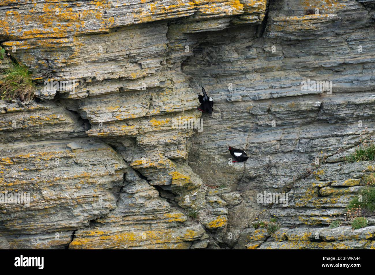 Schwarzalks mit weißen Flügelflecken und roten Füßen auf einer steilen, geschichteten Felswand, die mit gelbem Flechtenbewuchs bedeckt ist. Ein Vogel fliegt in der Nähe des Felsens. Orkney Stockfoto