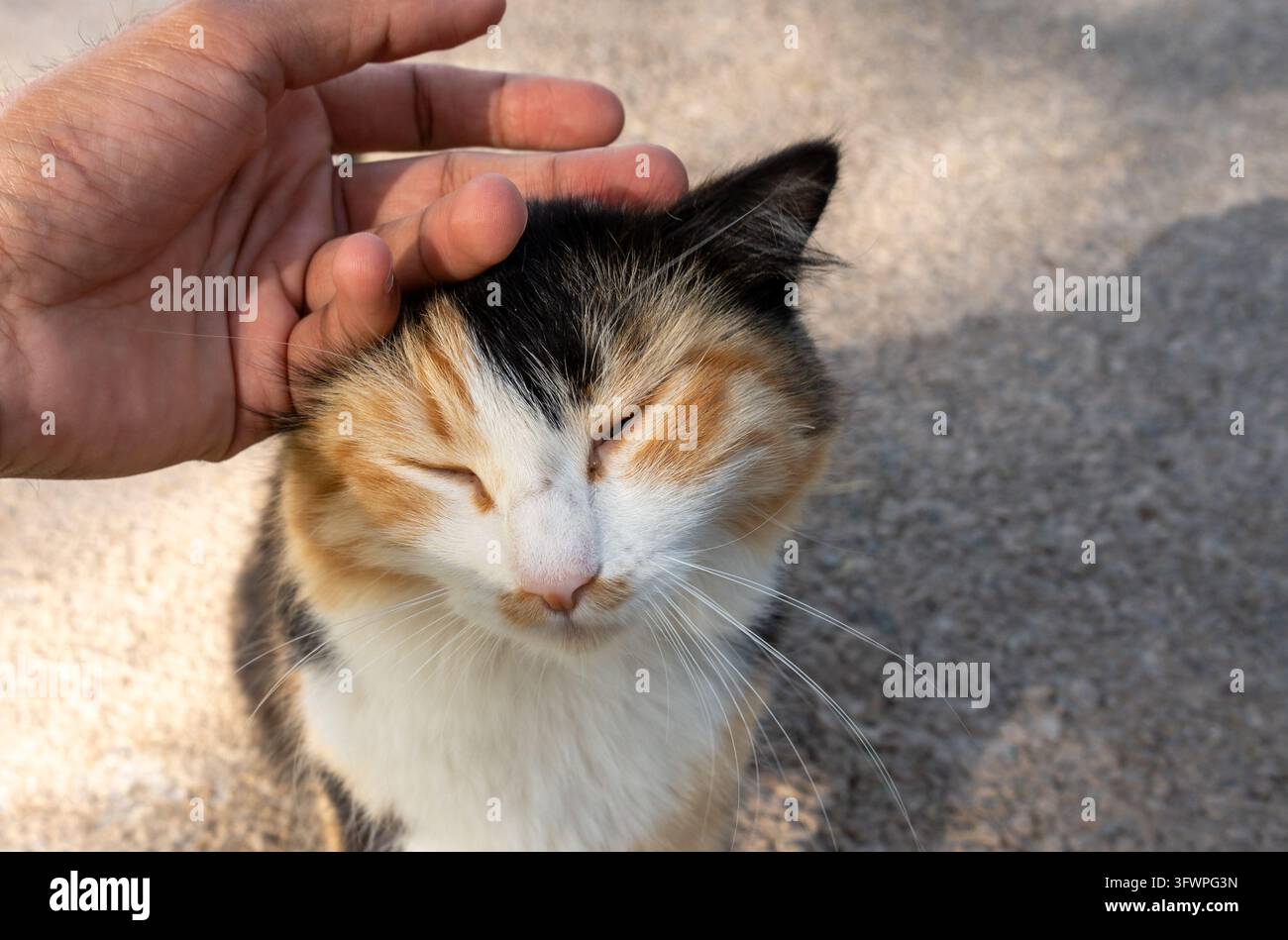 Eine Nahaufnahme einer Hand einer Person, die den Kopf einer entzückenden flauschigen dreifarbigen Kaliko-Streunerkatze im Freien bei natürlichem Tageslicht liebevoll streichelt Stockfoto