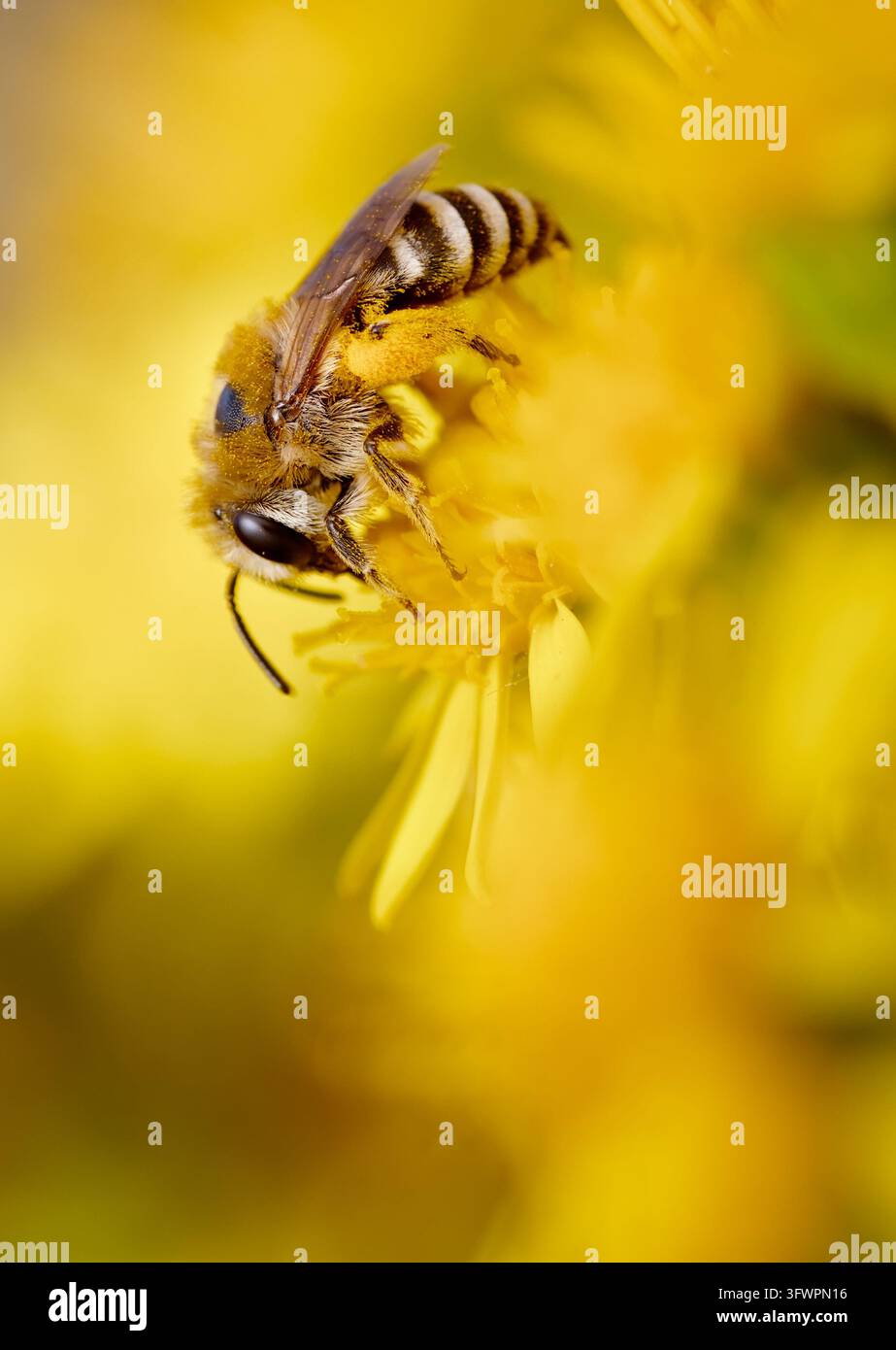 Fugenbiene, Zellophanenbiene, Familie Colletidae, möglicherweise Colletes Daviesanus, sammelt Pollen und Nektar von der gelben Blüte eines gewöhnlichen Wiesenknöterichs Stockfoto