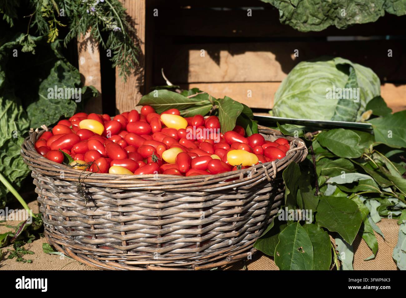 Ein Weidenkorb gefüllt mit frischen roten und gelben Kirschtomaten, der auf einem Marktstand neben grünen Blattgemüse ausgestellt ist. Stockfoto
