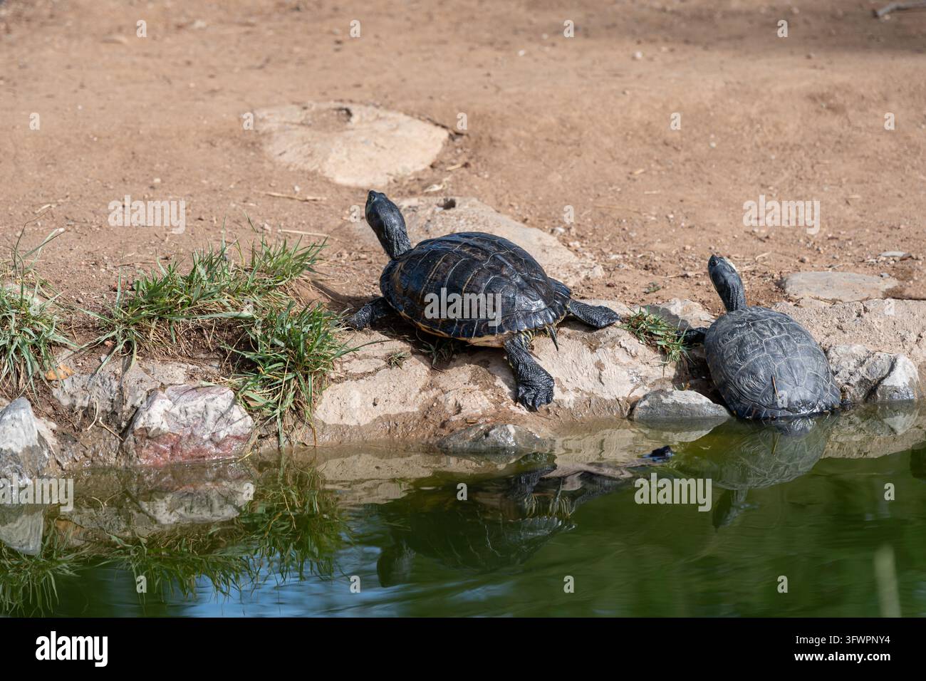 Zwei Süßwasserschildkröten sonnen sich an einem felsigen Teichufer Stockfoto