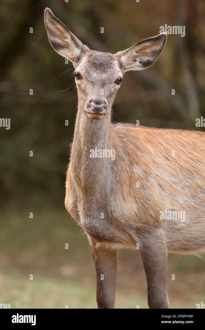Junges Rotwildkalb (Cervus elaphus) steht und schaut direkt in die Kamera mit großen aufrechten Ohren und verschwommenem natürlichem Hintergrund. Stockfoto