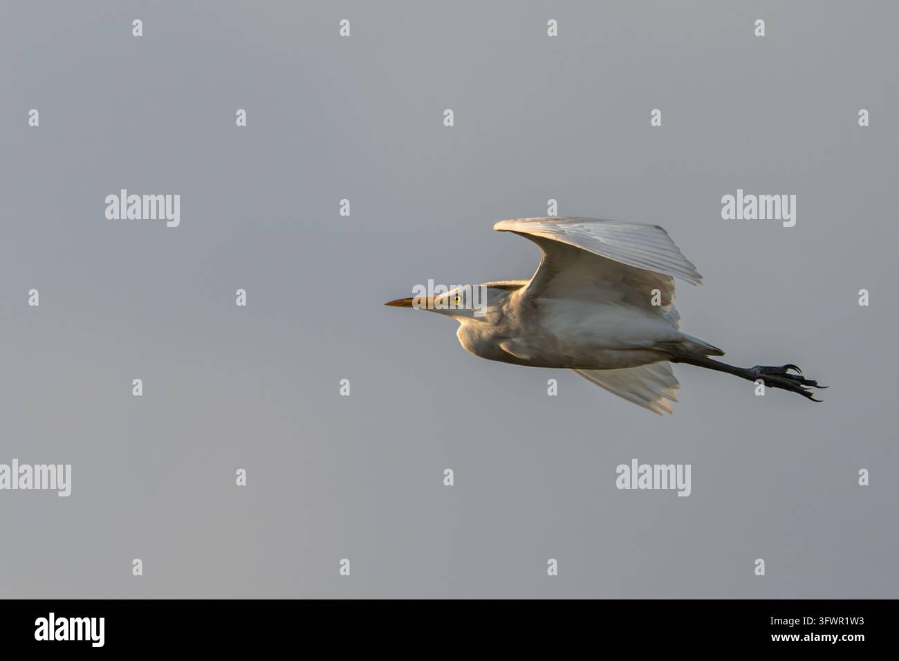 Rinderweihe im Flug Stockfoto