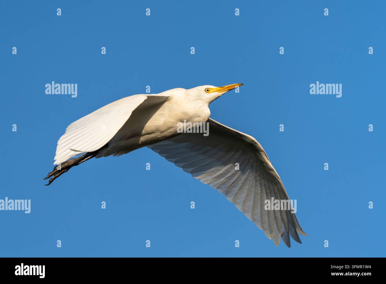 Rinderweihe im Flug Stockfoto
