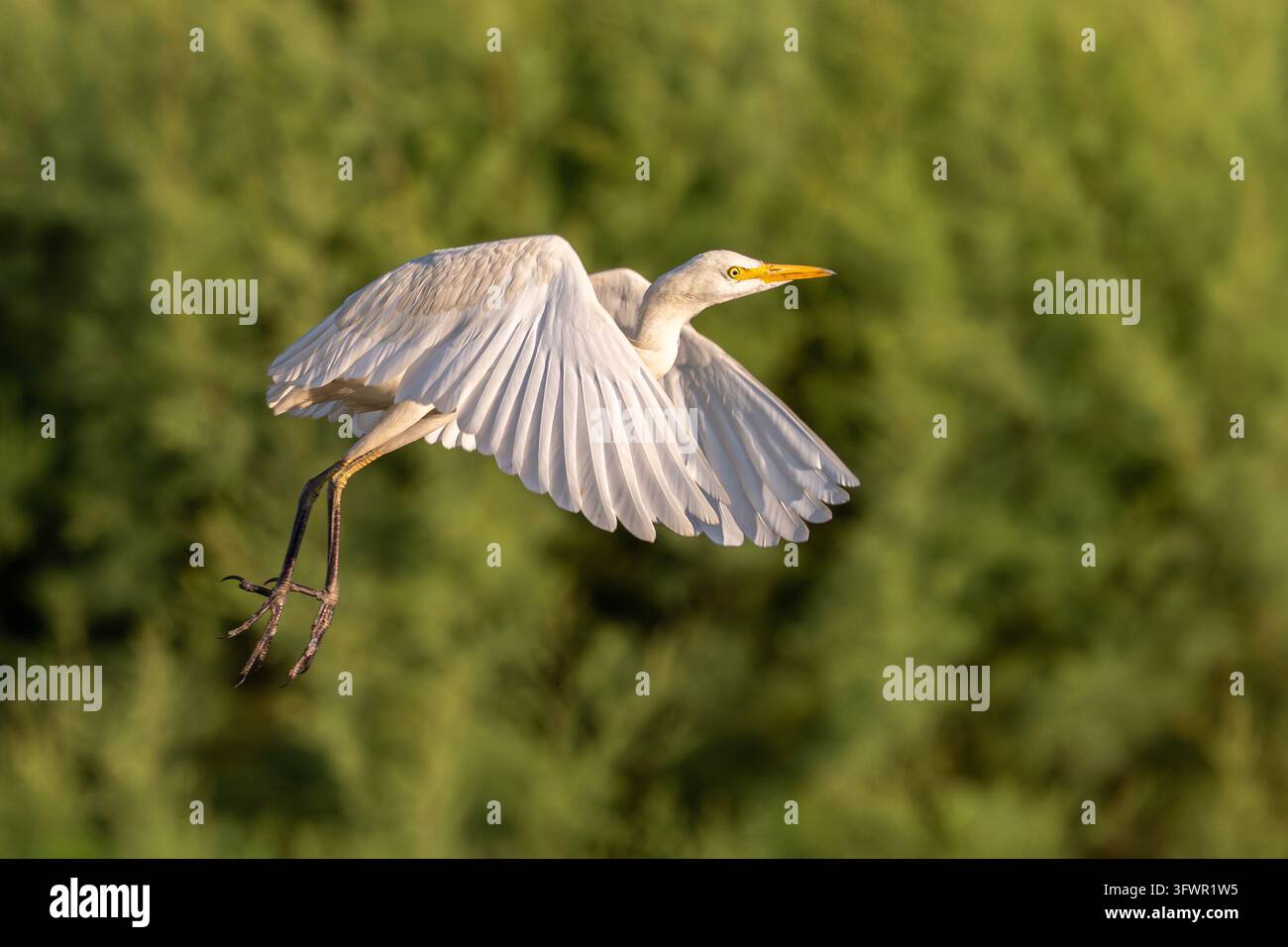 Rinderweihe im Flug Stockfoto