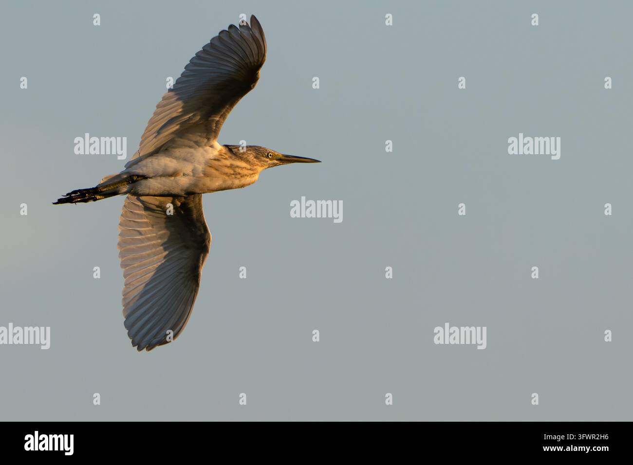 Squacco Heron im Flug Stockfoto