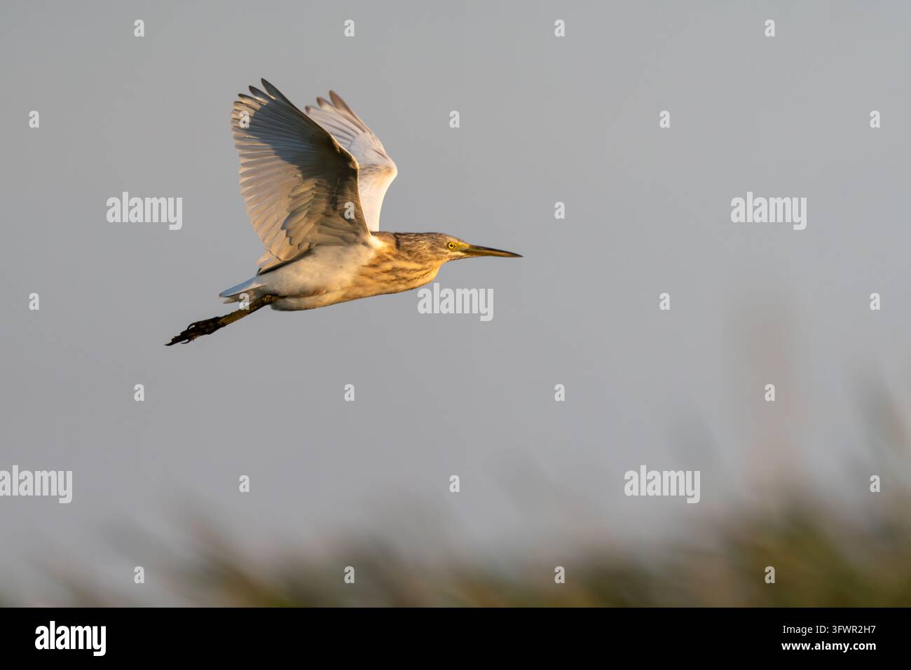 Squacco Heron im Flug Stockfoto