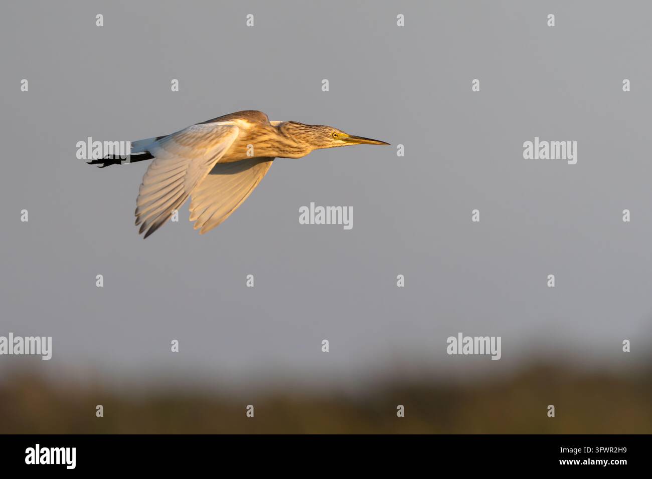 Squacco Heron im Flug Stockfoto