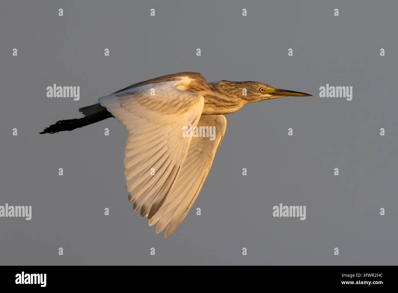 Squacco Heron im Flug Stockfoto