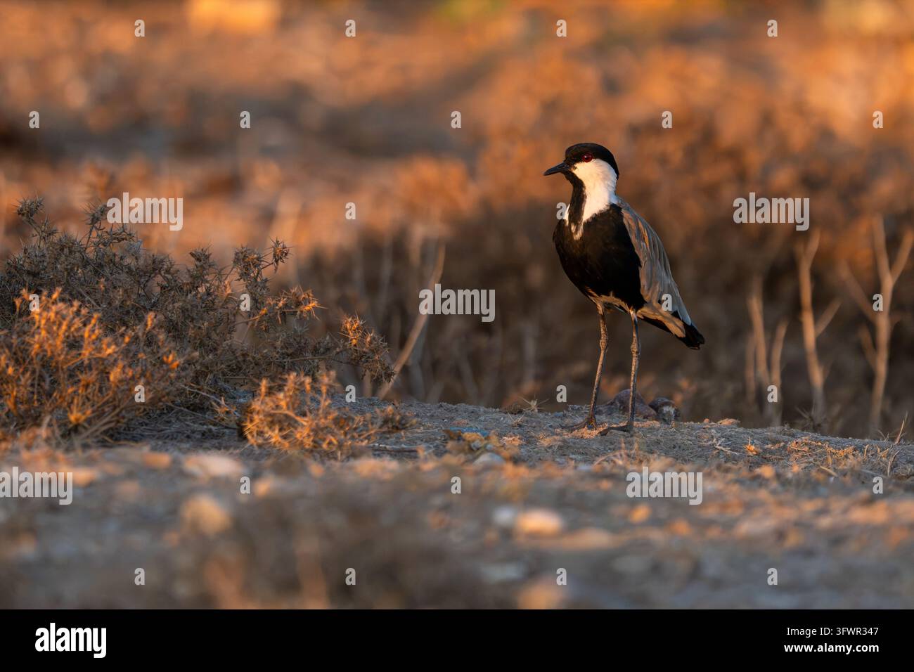 Spur-Winged Kiebitz Stockfoto