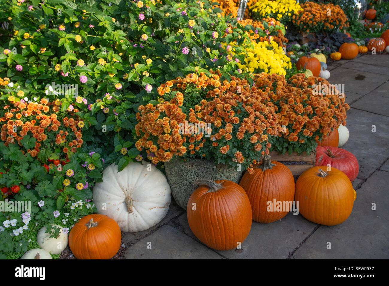 Herbstauslage mit orangefarbenen und weißen Kürbissen und Gurken, Herbstkürbis, Covent Garden, London, England Stockfoto