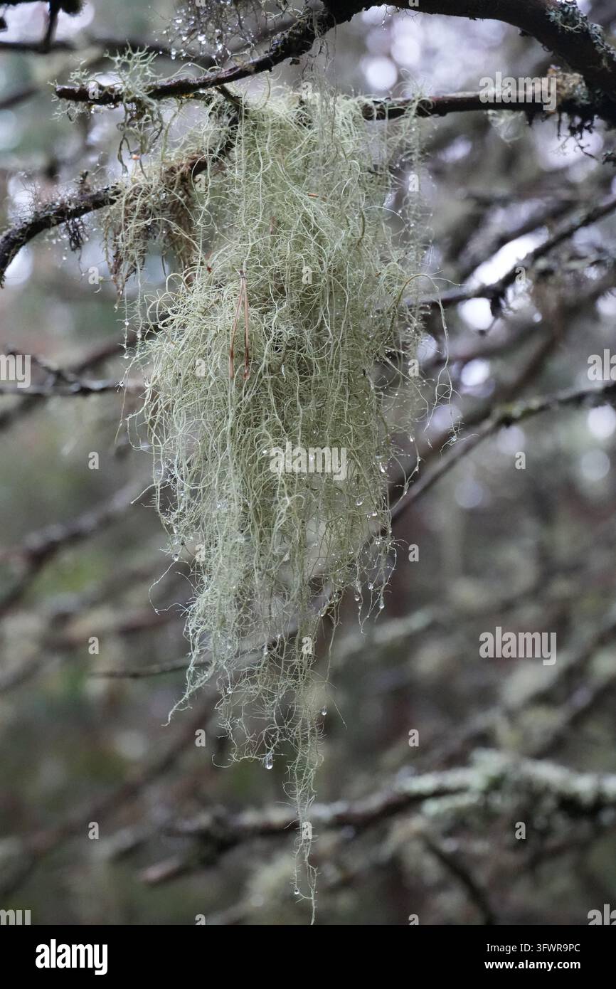 Nahaufnahme von blassem Bartflechten, die von einem Ast hängen, mit Wassertropfen nach dem Regen in einem feuchten Nadelwald, die feinen filamentösen Wachstumsformen zeigend. Stockfoto