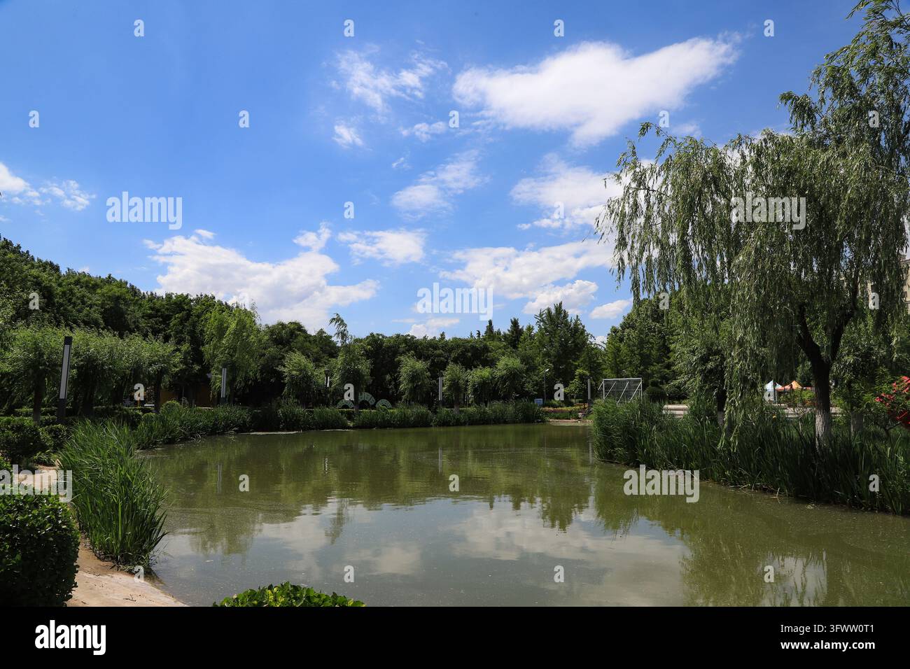 Ruhiges Teichwasser spiegelt Bäume und weiße Wolken unter einem strahlend blauen Himmel, Trauerweiden, dichte Wälder und Wasserpflanzen wachsen am Ufer, üppiges Grün Stockfoto