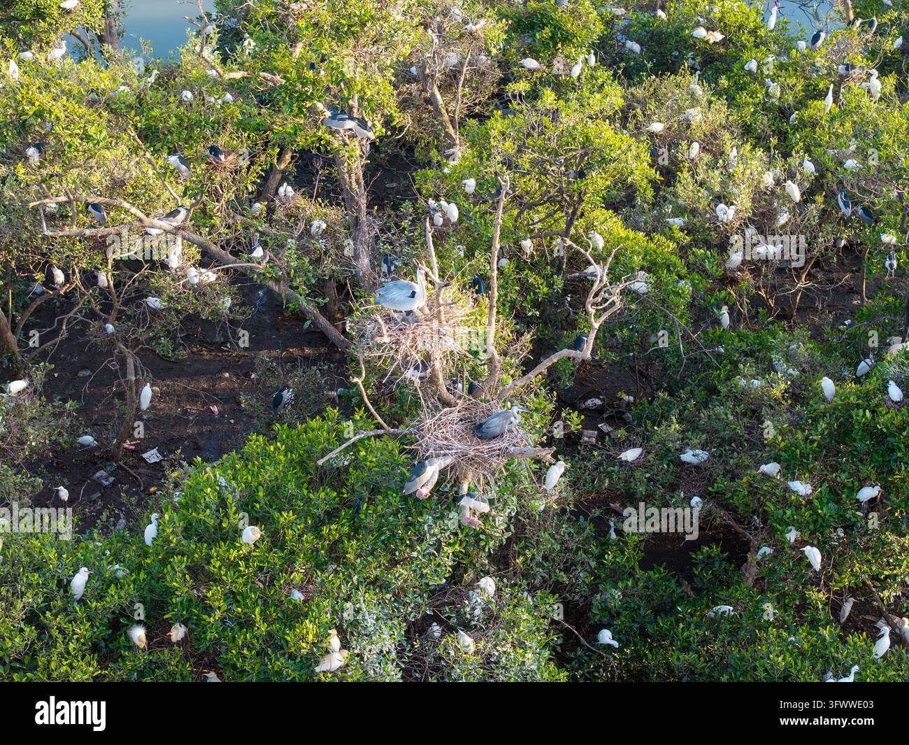Ein geschäftiges Sumpfbrütgebiet, das von Silberreiher, Ibis und Herichen zwischen Laubbäumen und verworrenen Nestern bevölkert wird. Stockfoto