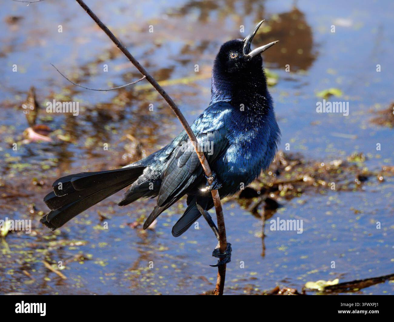 Männlicher Bootsschwanz-Grackle, der auf einem Ast mit offenem Schnabel sitzt und vokalisiert Stockfoto