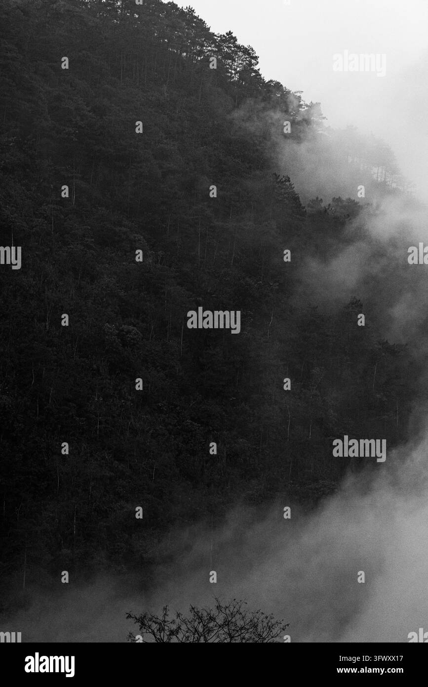 Ha Giang, Vietnam - 15. Januar 2026: Ein dichter Wald auf einem Berghang, der teilweise von dickem Nebel in Ha Giang, Vietnam, umhüllt ist. Stockfoto