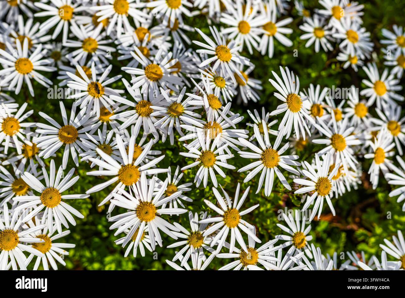 Eine Nahaufnahme zeigt ein dichtes Büschel weißer Gänseblümchen mit hellgelben Mittelblüten in voller Blüte. Sonnenlicht beleuchtet die überlappenden Blütenblätter an Stockfoto