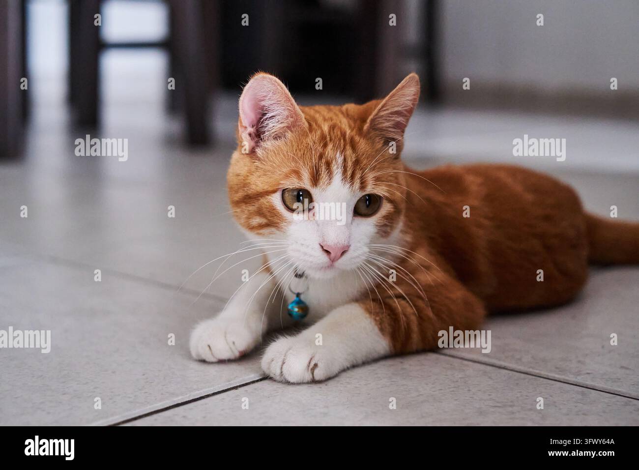 Ingwer- und weiße Katze mit Halsband, die auf einem gefliesten Boden zu Hause liegt und spielt. Stockfoto