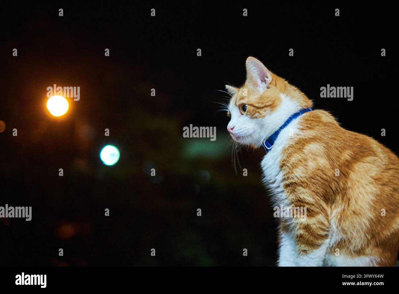 Ingwerkatze mit blauem Halsband im Profil bei Nacht vor dunklem Hintergrund mit Lichtern. Stockfoto
