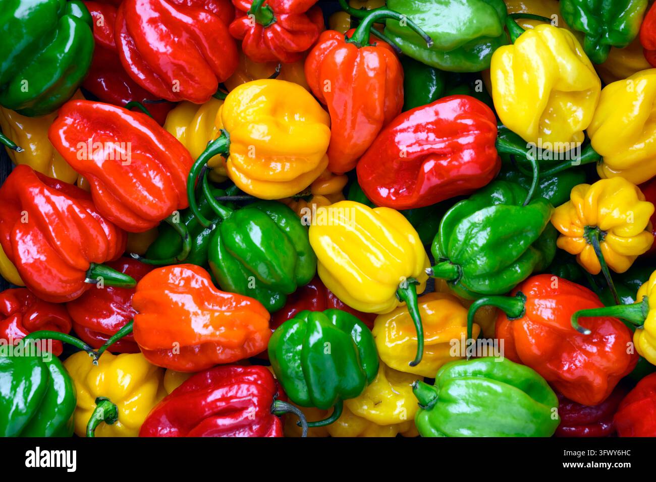 Verschiedene Habanero-Pfeffer bilden ein leuchtendes nahtloses Muster mit satten Farben. Frische Chili-Mischung, Bio-Gemüse, Textur-Hintergrund Stockfoto