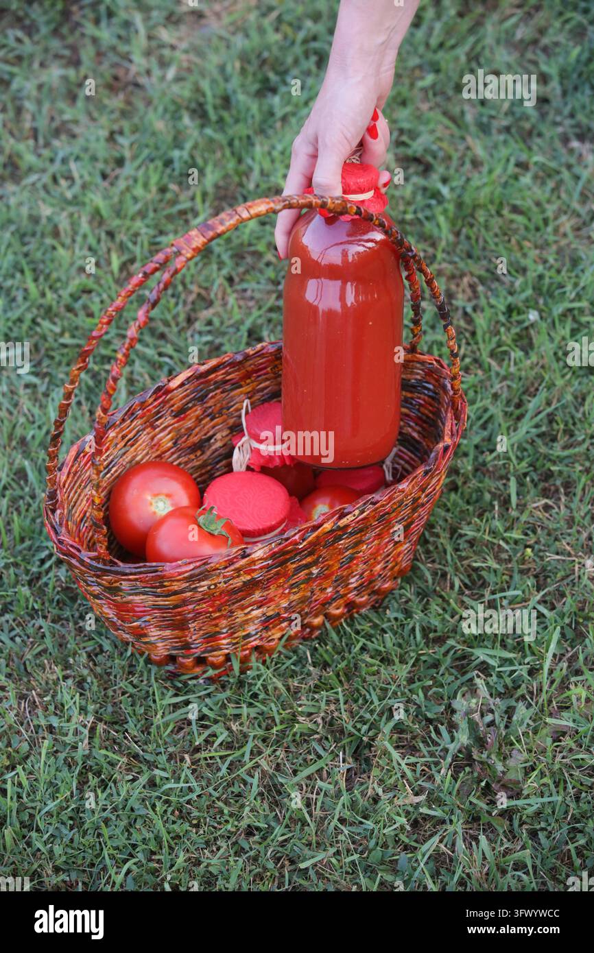 Frau, die wiederverwendbare Glasflasche mit hausgemachtem Tomatensaft in Korb mit frischen Tomaten legt, vom Bauernhof zum Tisch Konzept Stockfoto