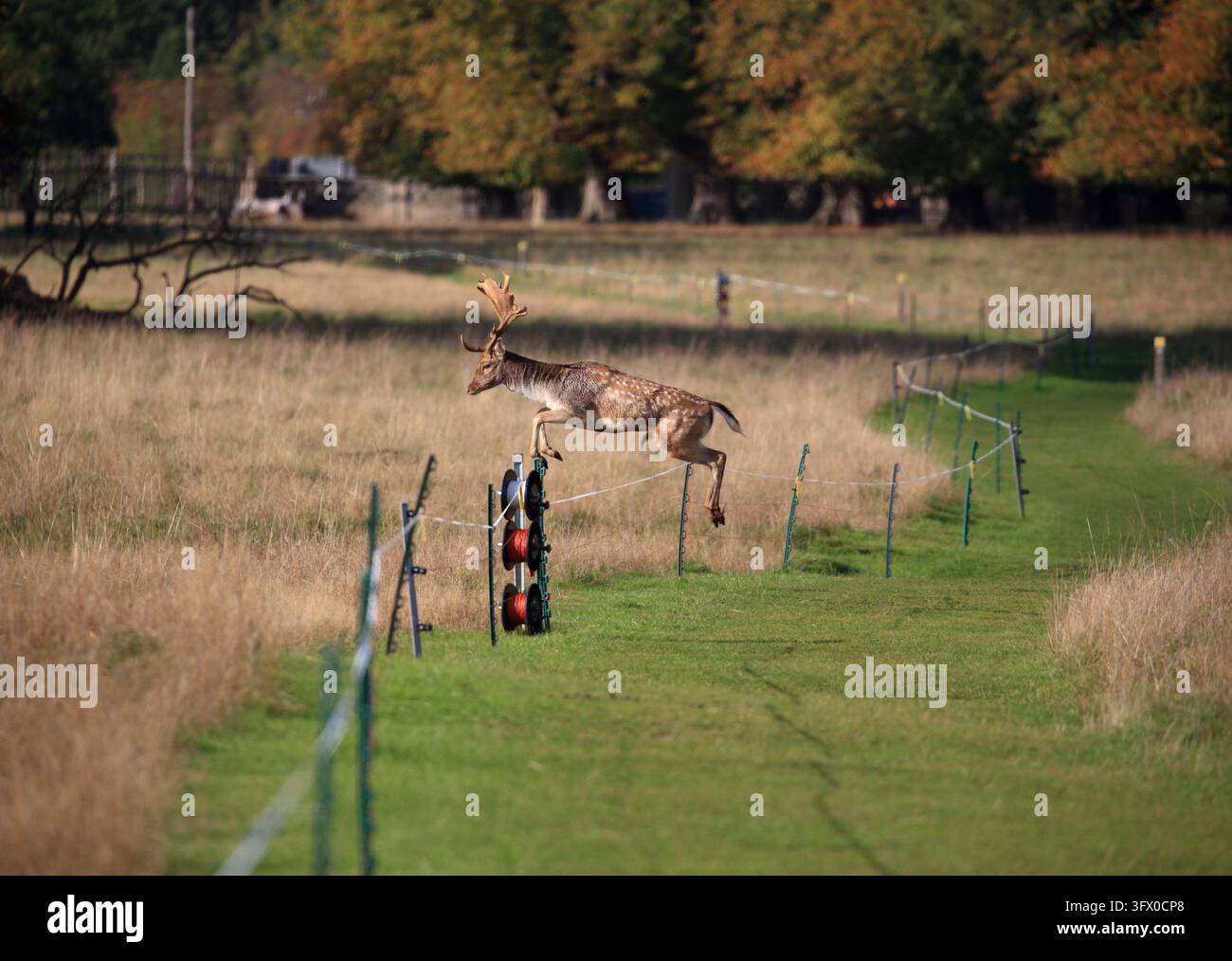 Damhirsch (Dama dama) springt über einen elektrischen Zaun. Stockfoto