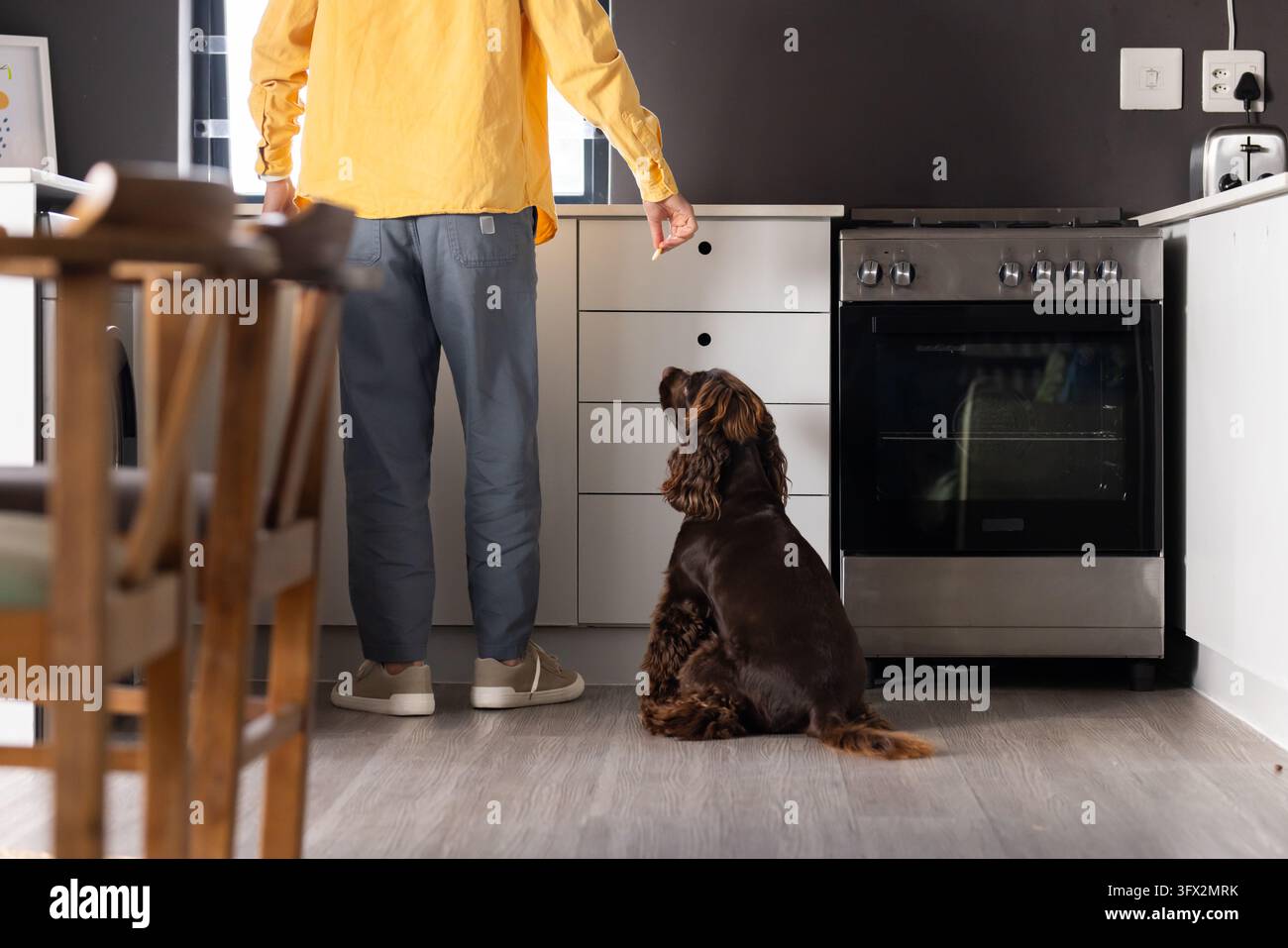 Mitte erwachsener asiatischer Mann in gelbem Hemd steht in der Küchenstube und hält ein Leckerli, Hund schaut nach oben Stockfoto