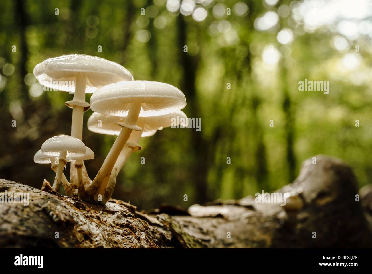Pilzfrüchte emergeieren aus verrottendem Holz und zeigen zarte Lamellen und durchscheinende Hüte. Stockfoto