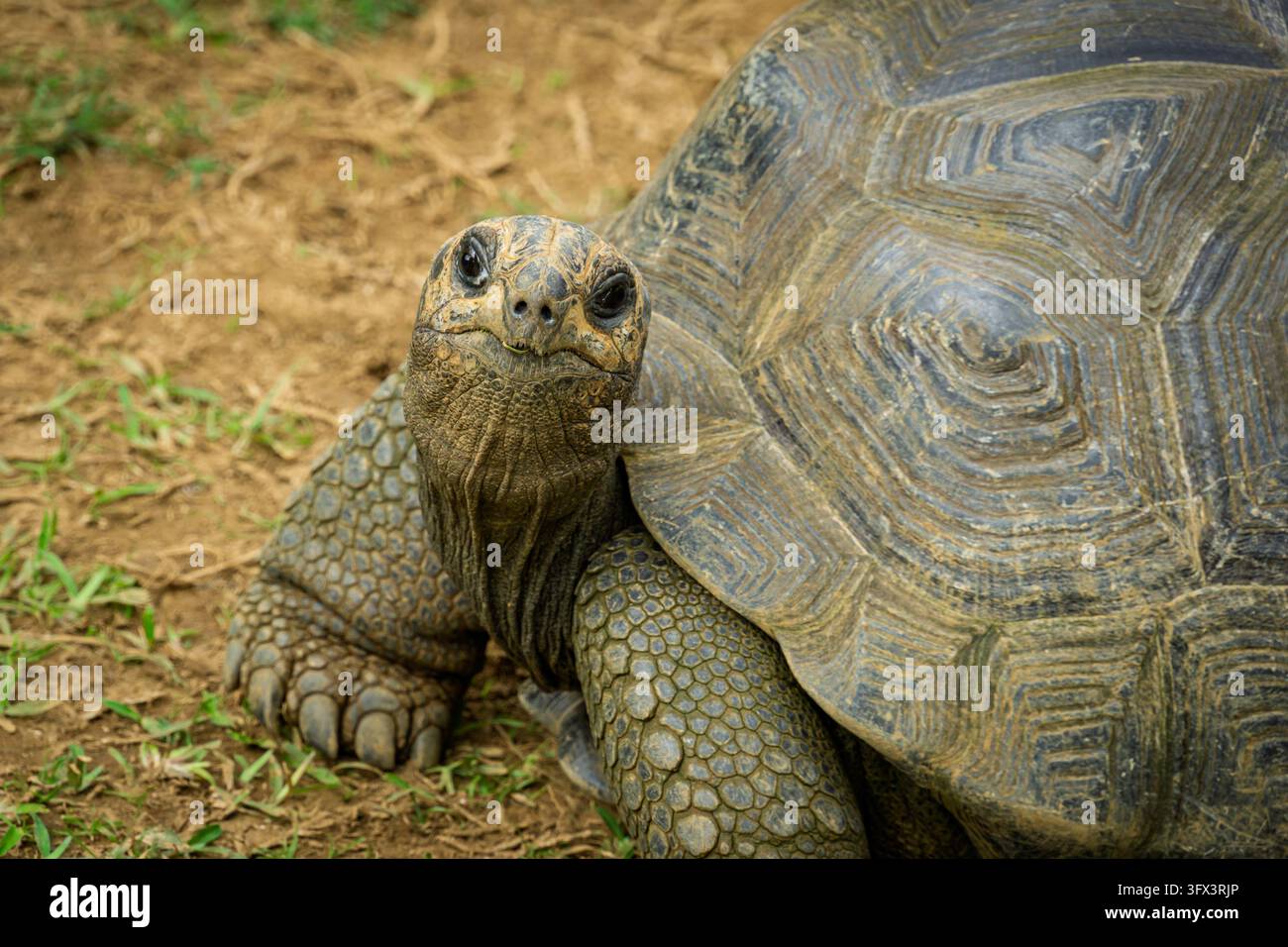 Nahaufnahme einer Riesenschildkröte mit einem gemusterten Panzer und dicken, schuppigen Beinen, die auf erdigem Boden ruht Stockfoto