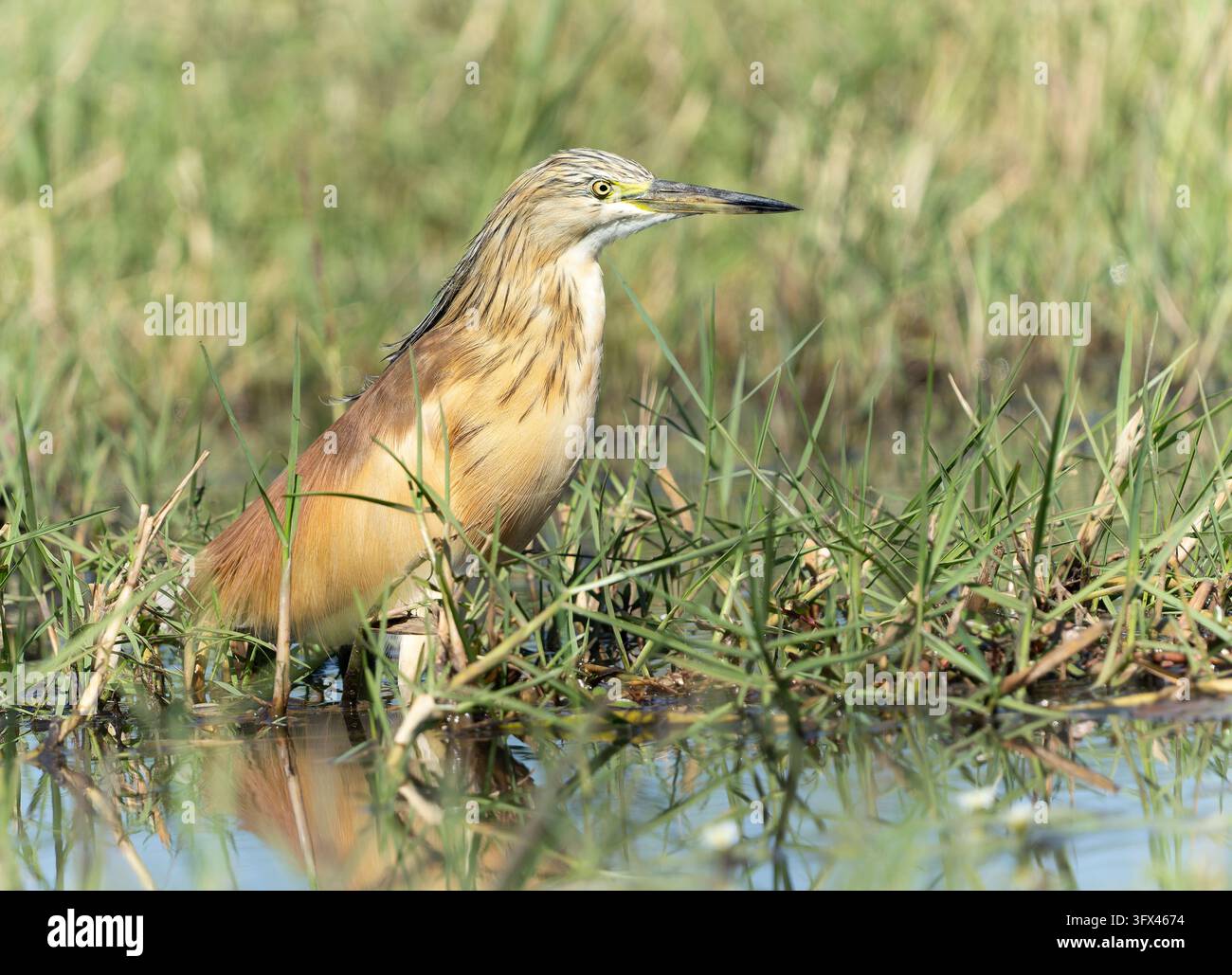 Ein Squacco-Schildwächter (Ardeola ralloides) steht zwischen Sumpfgräsern am Ufer des Chobe-Flusses, Botswana. Stockfoto