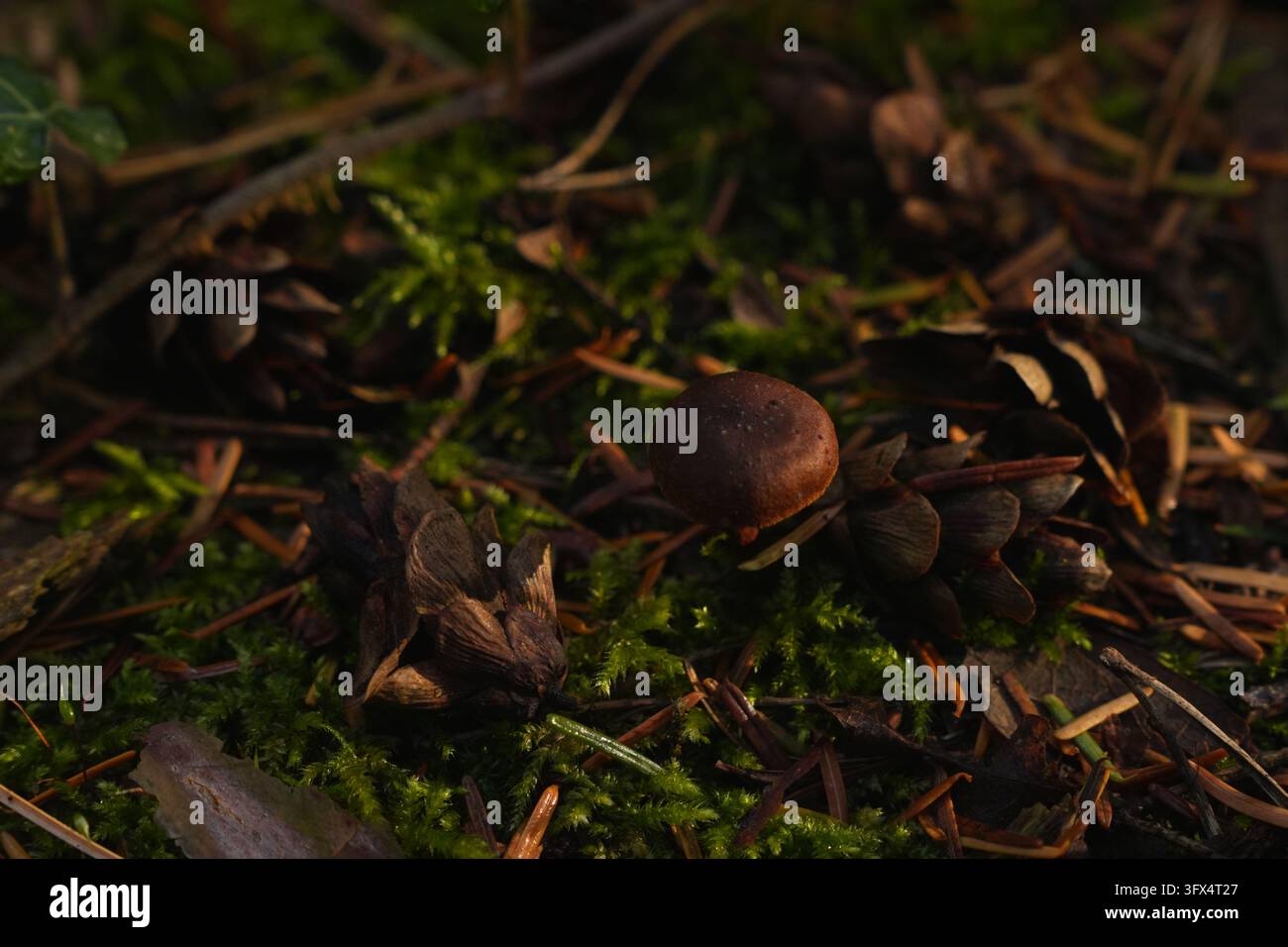 Nahaufnahme einer Eichel, die auf lebhaftem grünem Moos in einer Waldkulisse mit Kiefernadeln und -zapfen ruht, die Herbst und die Fülle der Natur symbolisieren. Stockfoto