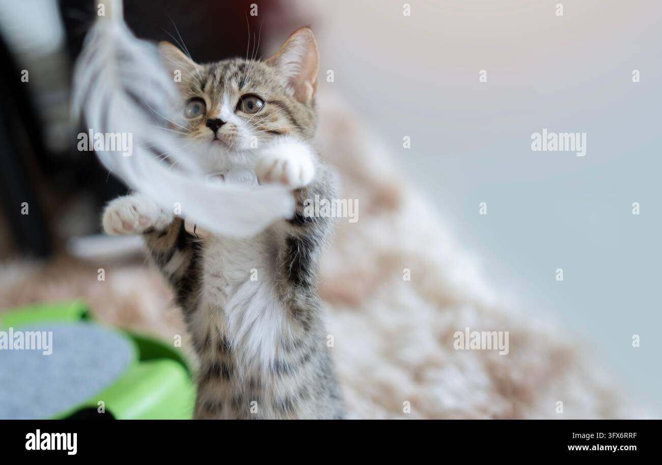 Niedliches Baby-Tabby-Hauskätzchen mit Kurzhaar, das mit einem Federtoy auf weichem Teppich zu Hause spielt. Kätzchen-Spiel-Konzept. Stockfoto